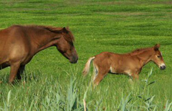 Chincoteague pony mare and foal